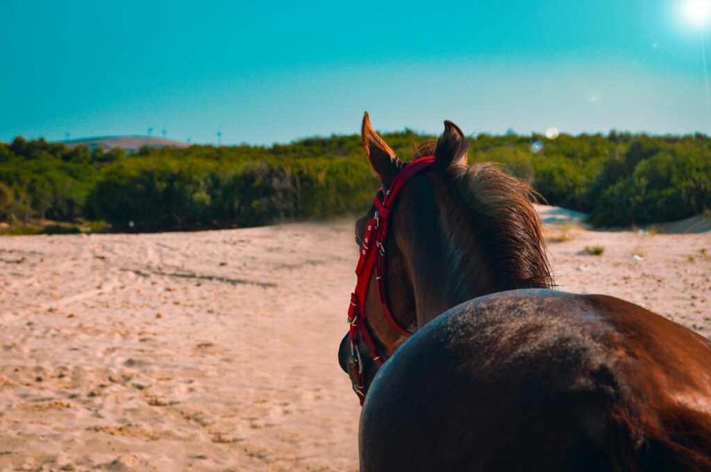 A horse with red bridle gazes over a sandy landscape
