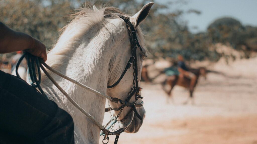 A detailed view of a white horse with rider in a sunny setting, Aracati, Brazil.