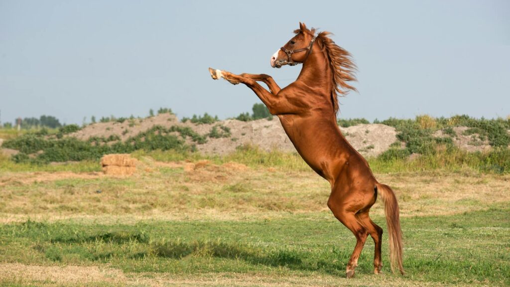 A powerful bay horse rearing on its hind legs in a lush, open field under a clear sky.