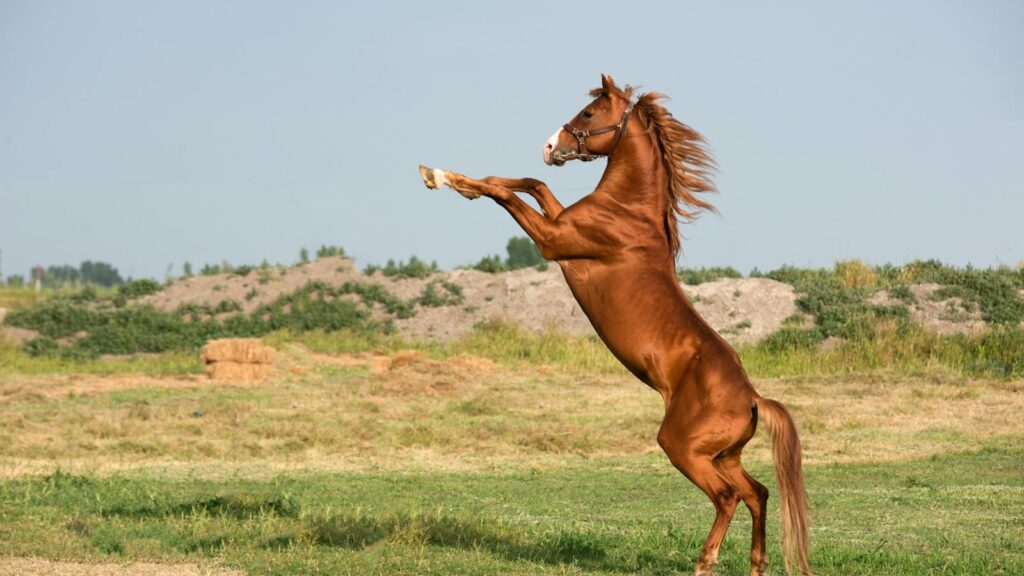 A powerful bay horse rearing on its hind legs in a lush, open field under a clear sky.