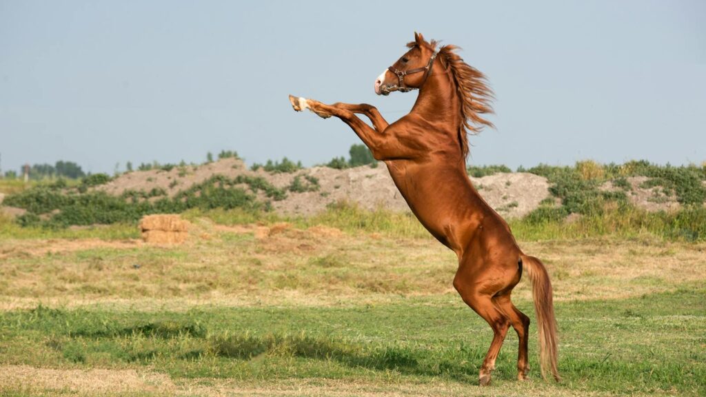 A powerful bay horse rearing on its hind legs in a lush, open field under a clear sky.
