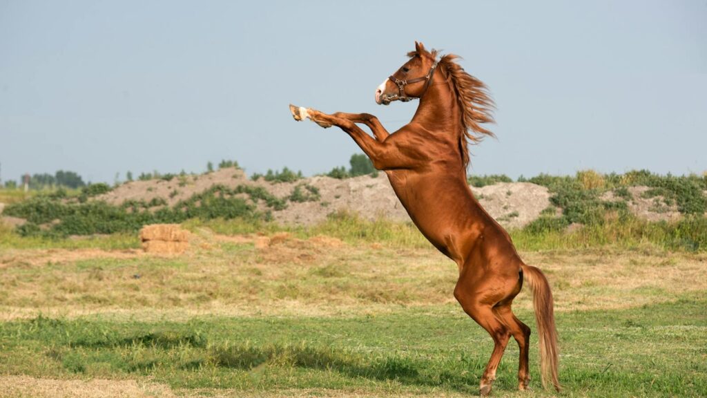 A powerful bay horse rearing on its hind legs in a lush, open field under a clear sky.
