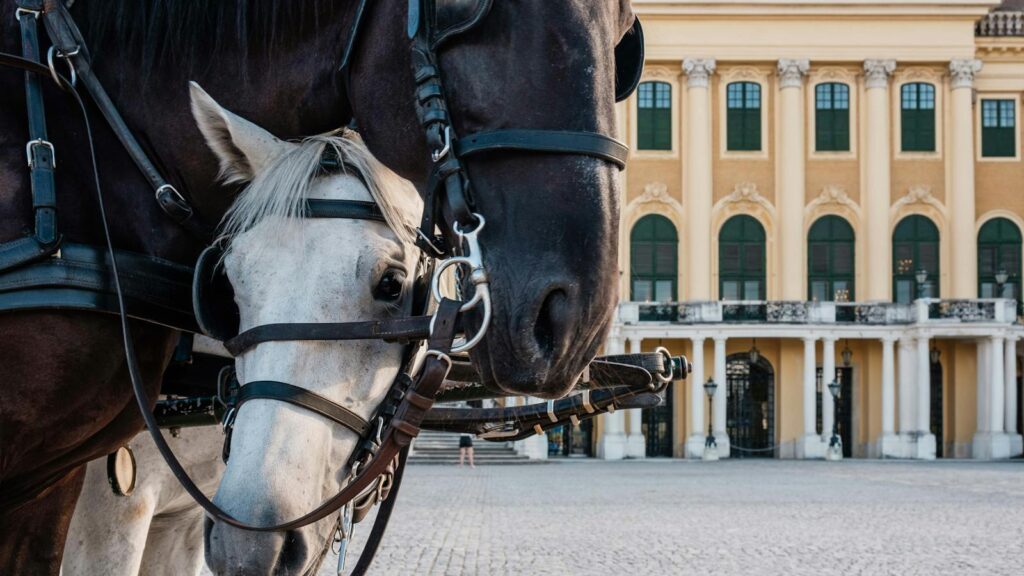 Horses with bridles stand before the historic Schönbrunn Palace in Vienna, Austria.