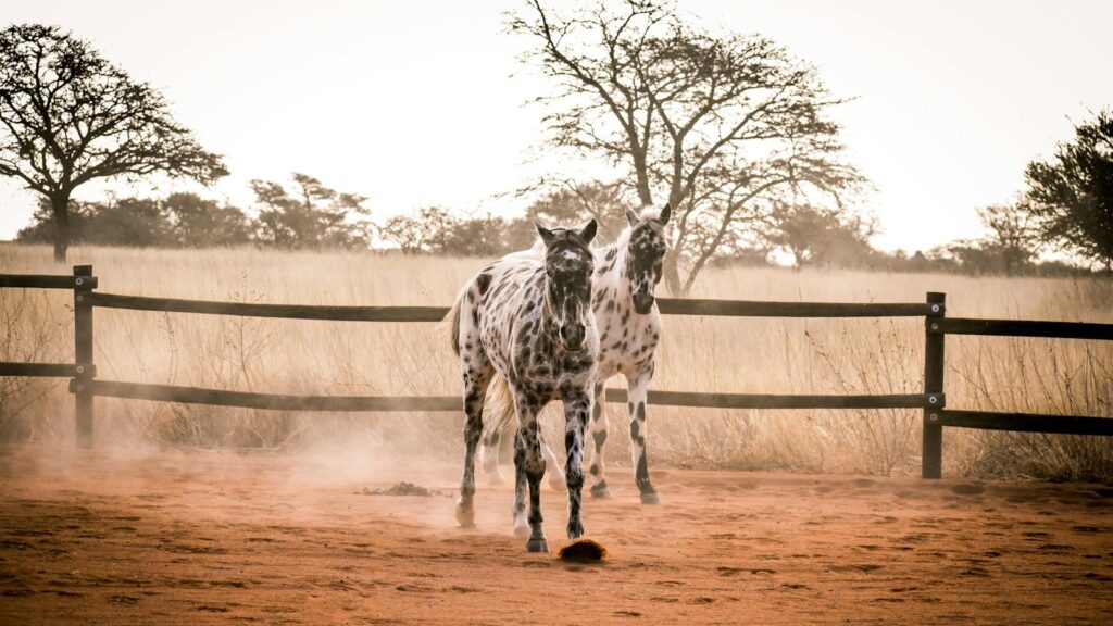 Two Knabstrupper horses galloping in a dusty outdoor paddock with a fence.