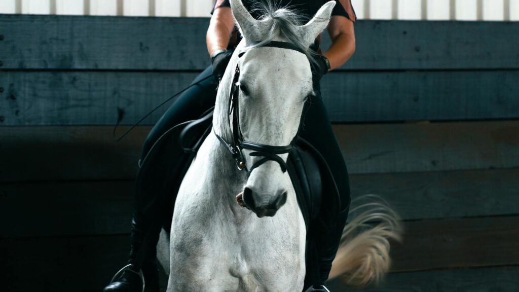 A white horse and rider engaged in equestrian training indoors, showcasing elegance.