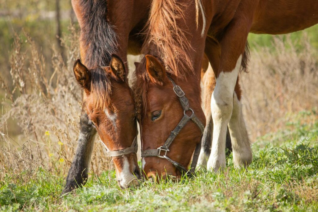 Two horses grazing in a serene autumn field