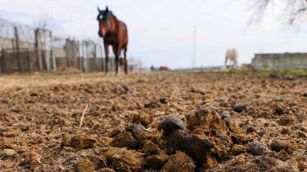 Focus on horse manure with blurred horses in the background on a farm in Garešnica, Croatia.