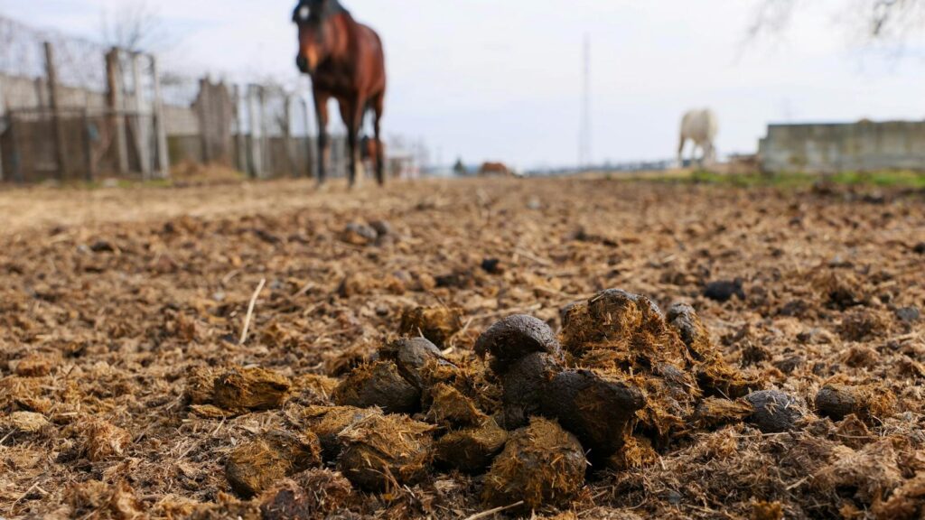 Focus on horse manure with blurred horses in the background on a farm in Garešnica, Croatia.