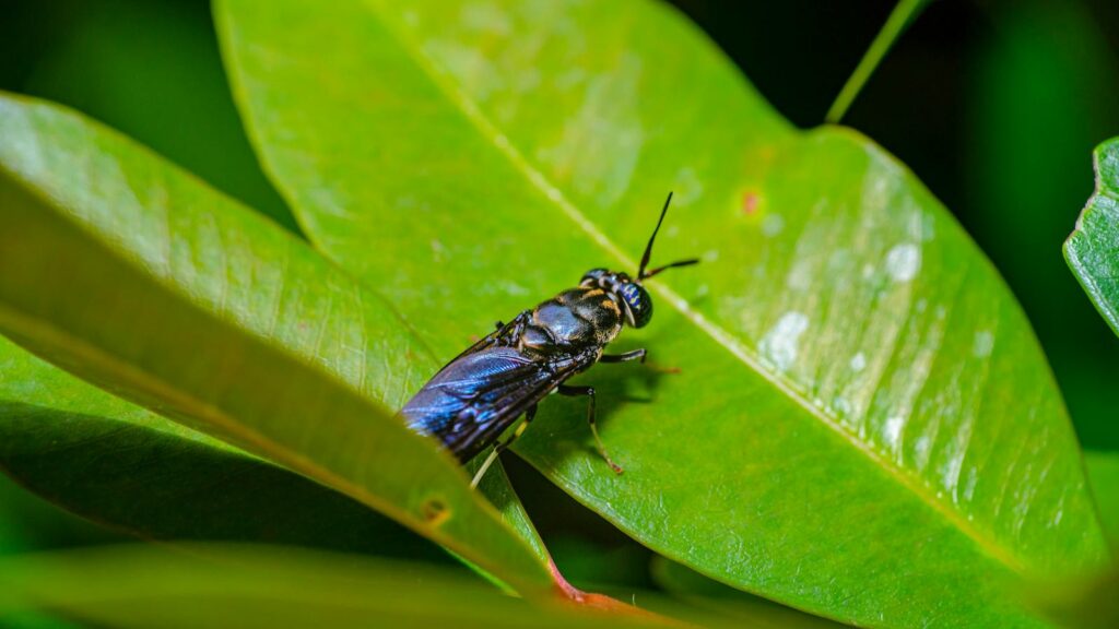Close-up shot of a black soldier fly resting on vivid green leaves, showcasing nature's detail.
