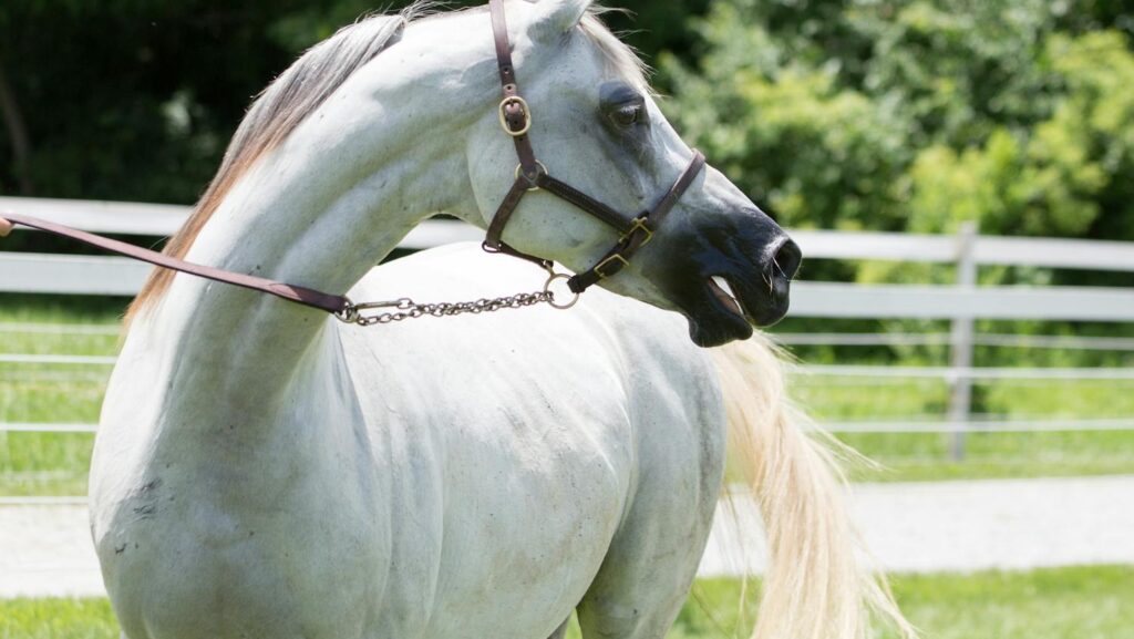 A majestic white Arabian horse standing in a sunny green pasture.