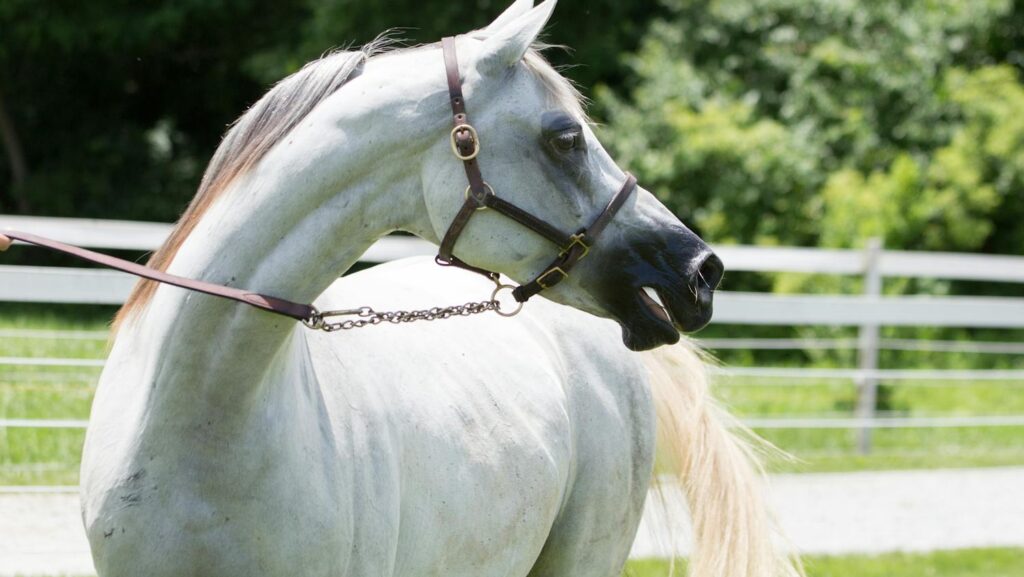 A majestic white Arabian horse standing in a sunny green pasture.