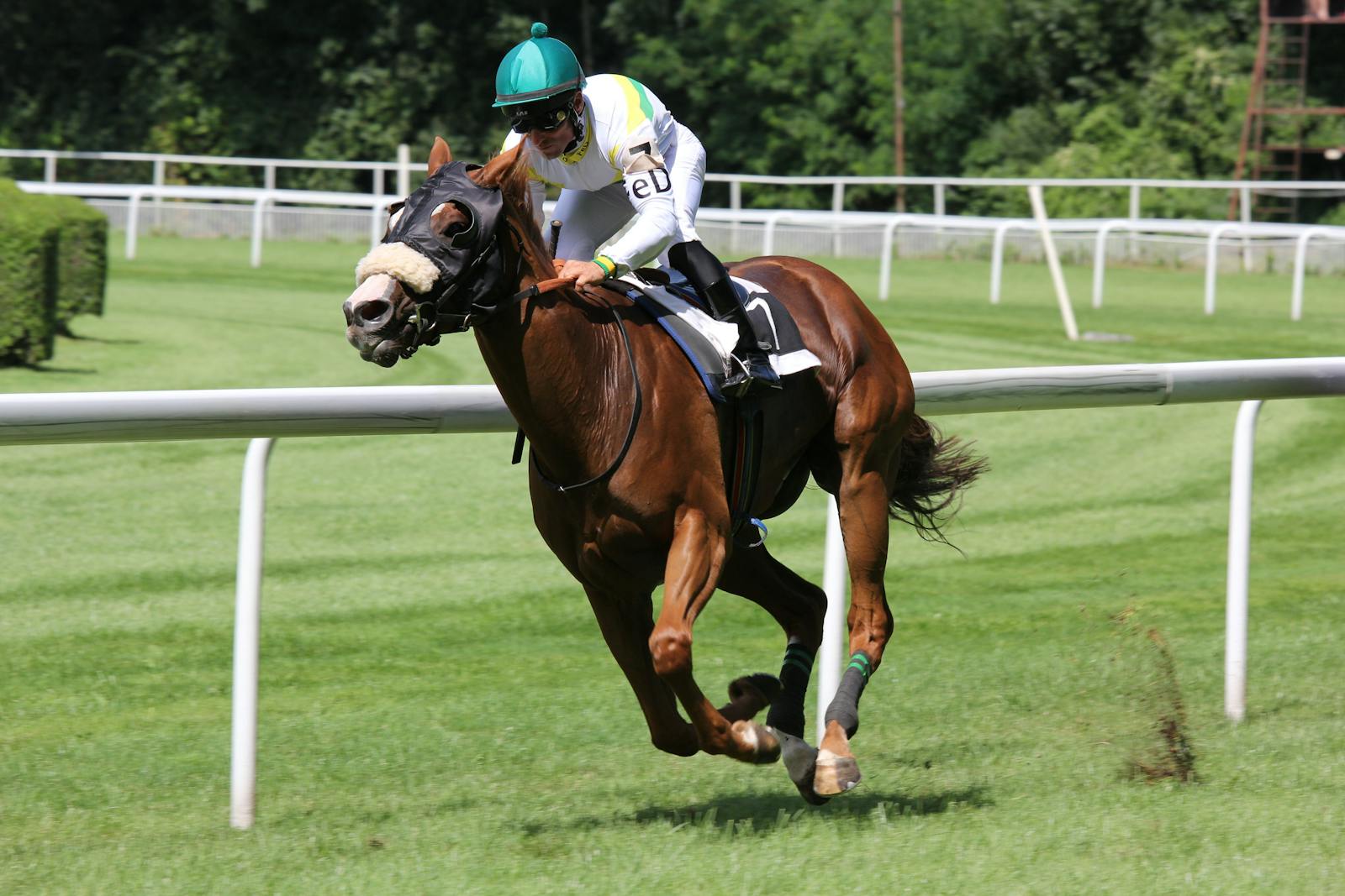 A thrilling horse racing scene with a jockey urging the horse forward on a sunny day.