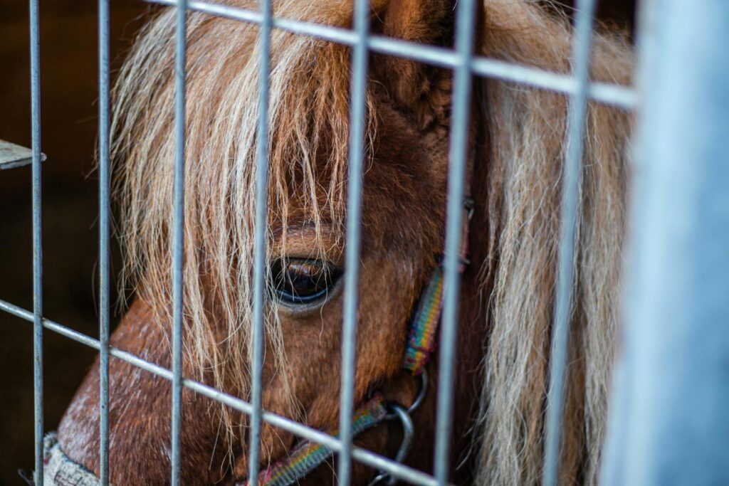 Sad horse behind a cage
