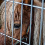 Sad horse behind a cage