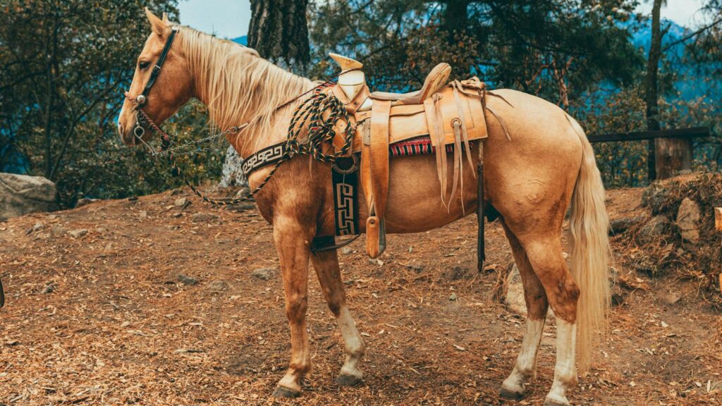 A beautifully saddled horse standing in the rustic outdoors of Mexico's countryside.