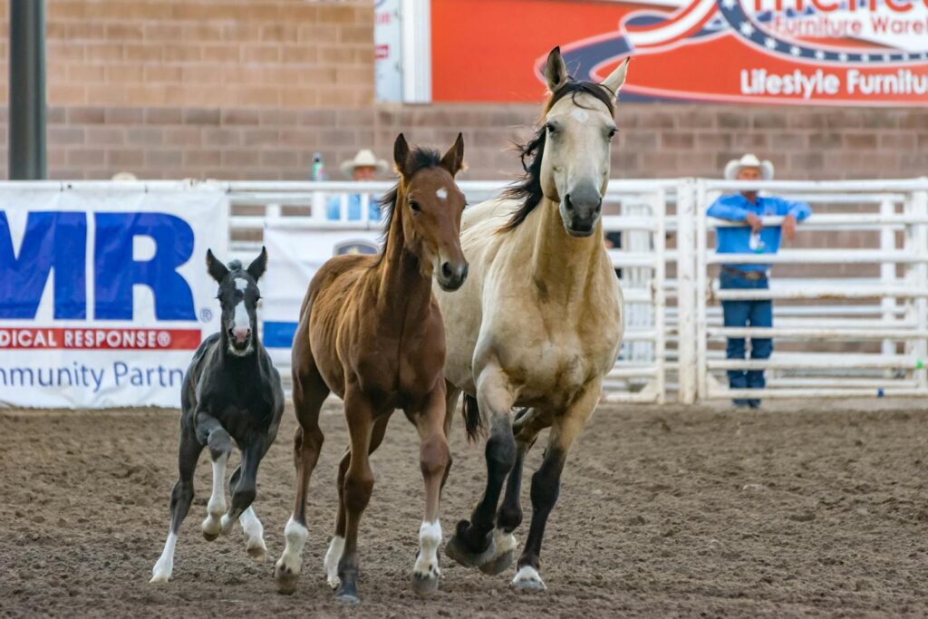 Three horses running energetically at a rodeo in Pueblo, CO.