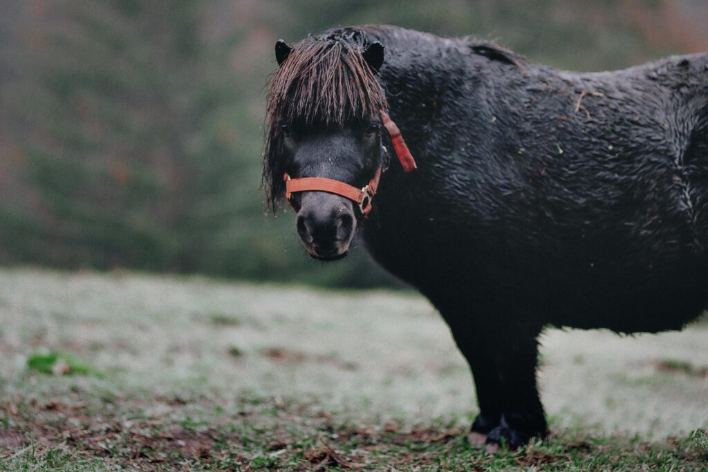 Portrait of a black pony standing in an outdoor pasture