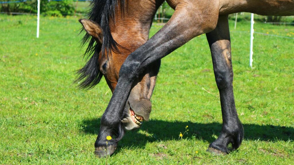 Close-up of a brown horse grazing in a lush green pasture on a sunny day.