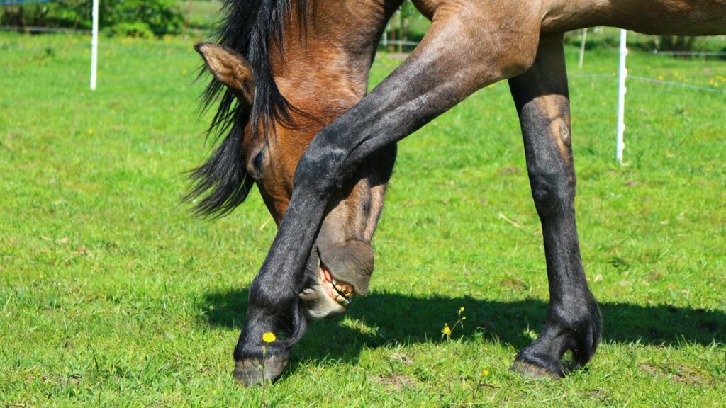a brown horse grazing in a lush green pasture on a sunny day.