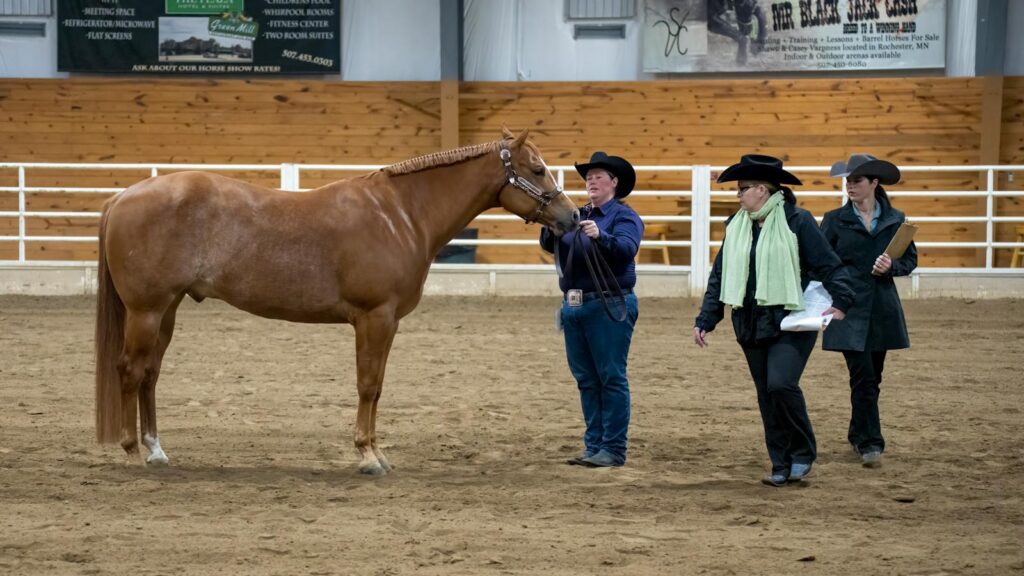 Brown horse showcased by equestrians at an indoor arena in Winona, MN.