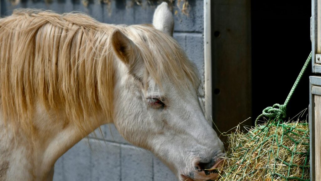 A white horse enjoying hay from a net inside a stable, captured close-up.