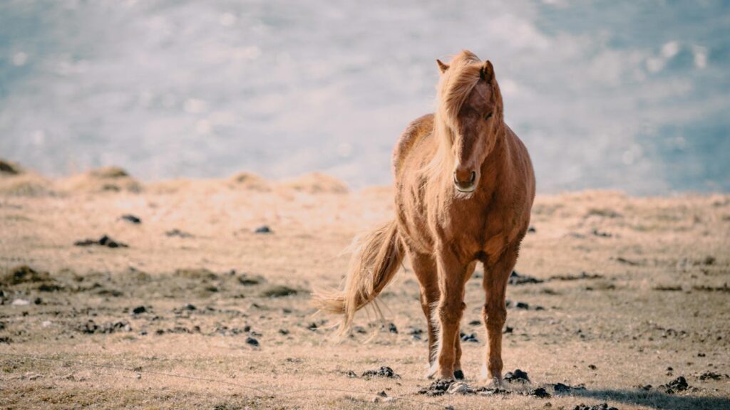 A lone wild horse stands on a barren landscape under a soft light, symbolizing freedom and nature.