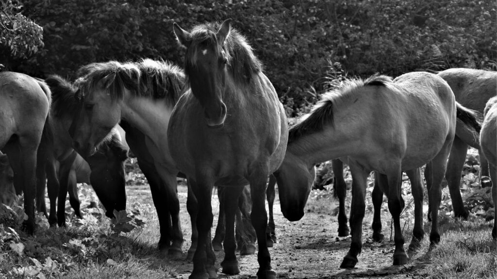 Black and white photo of a herd of wild horses on a country road.