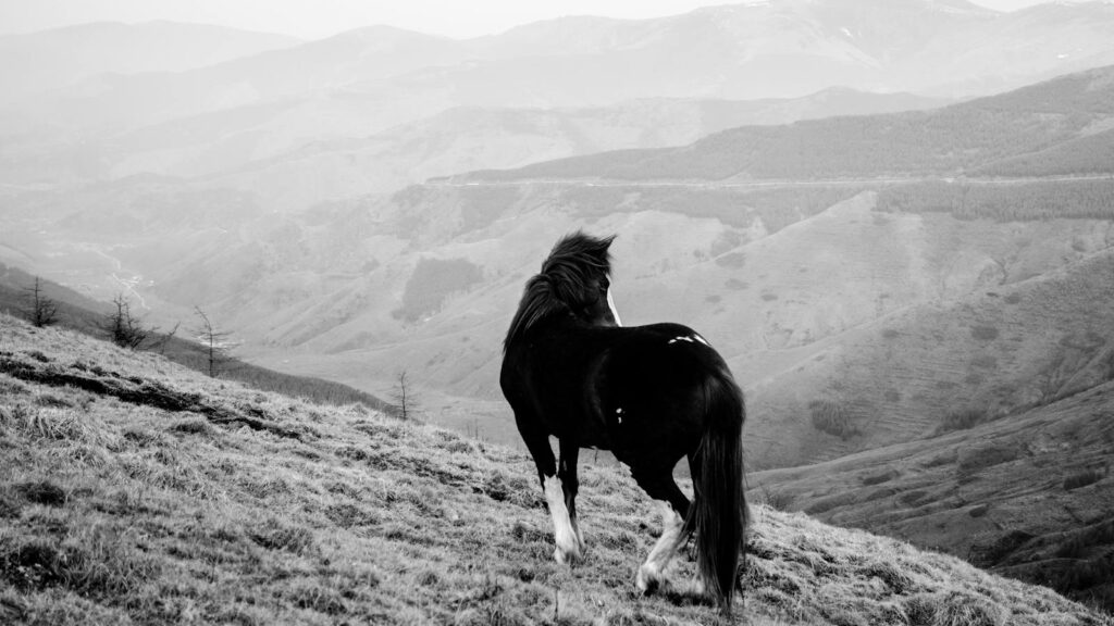 A solitary horse overlooks a vast, misty mountain range in black and white.