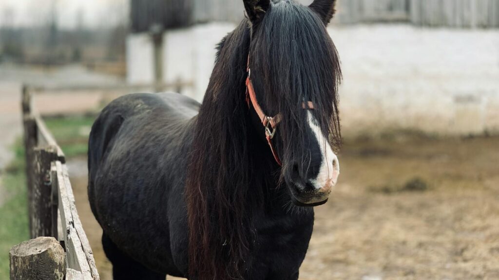 A beautiful black horse with a long mane stands behind a fence in a rustic farm setting.
