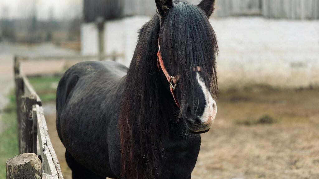 A beautiful black horse with a long mane stands behind a fence in a rustic farm setting.