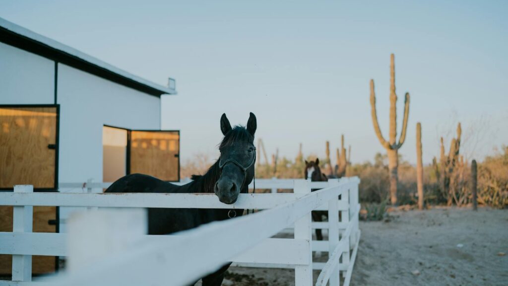 A horse stands near a white fence on a rural ranch with cacti during sunset.