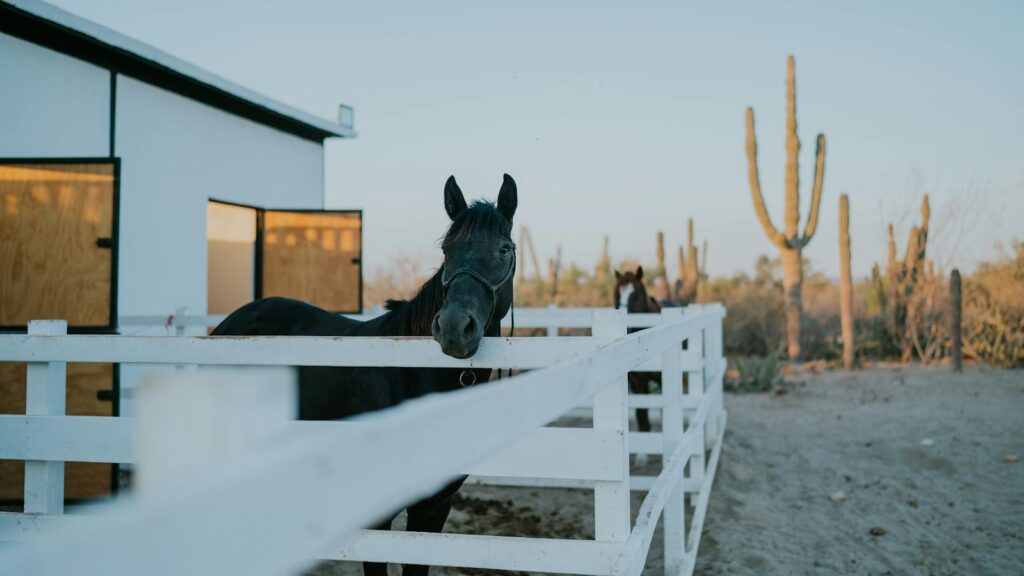 A horse stands near a white fence on a rural ranch with cacti during sunset.