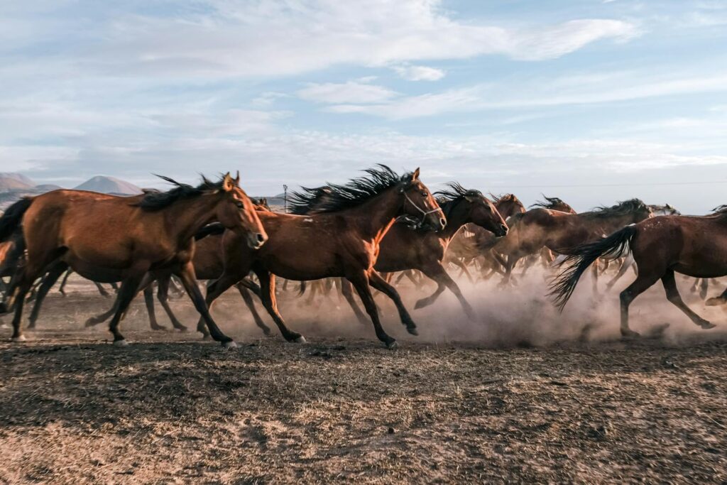 A herd of wild horses running across a dusty field in Hürmetci, Kayseri, Türkiye.