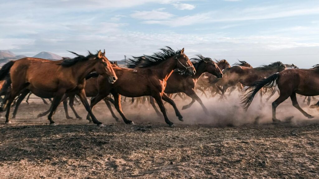 A herd of wild horses running across a dusty field in Hürmetci, Kayseri, Türkiye.