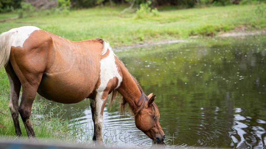 A wild horse drinking from a pond on a summer day in Chincoteague, Virginia.