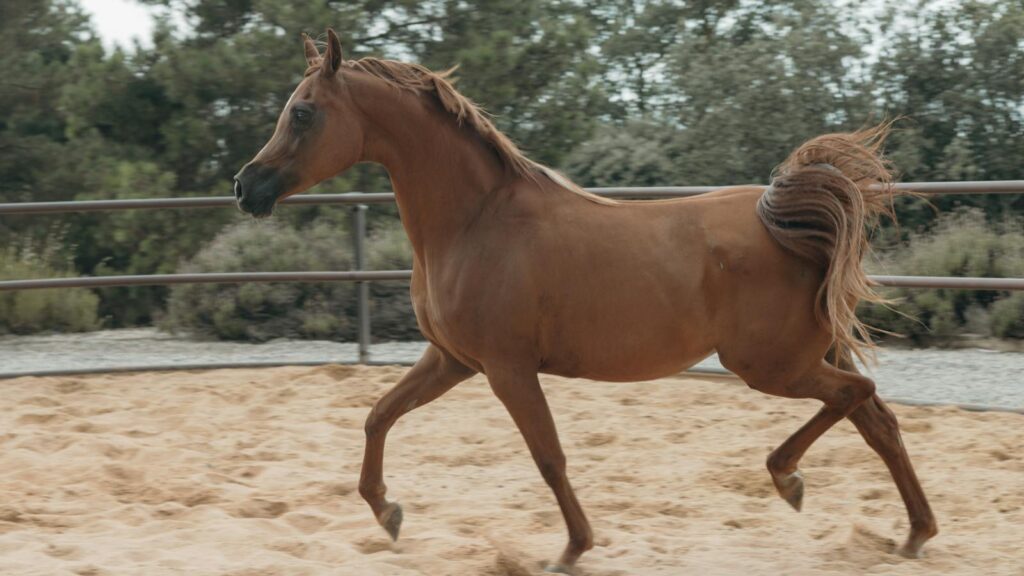 A chestnut horse elegantly gallops in an outdoor paddock, showcasing its graceful movement.