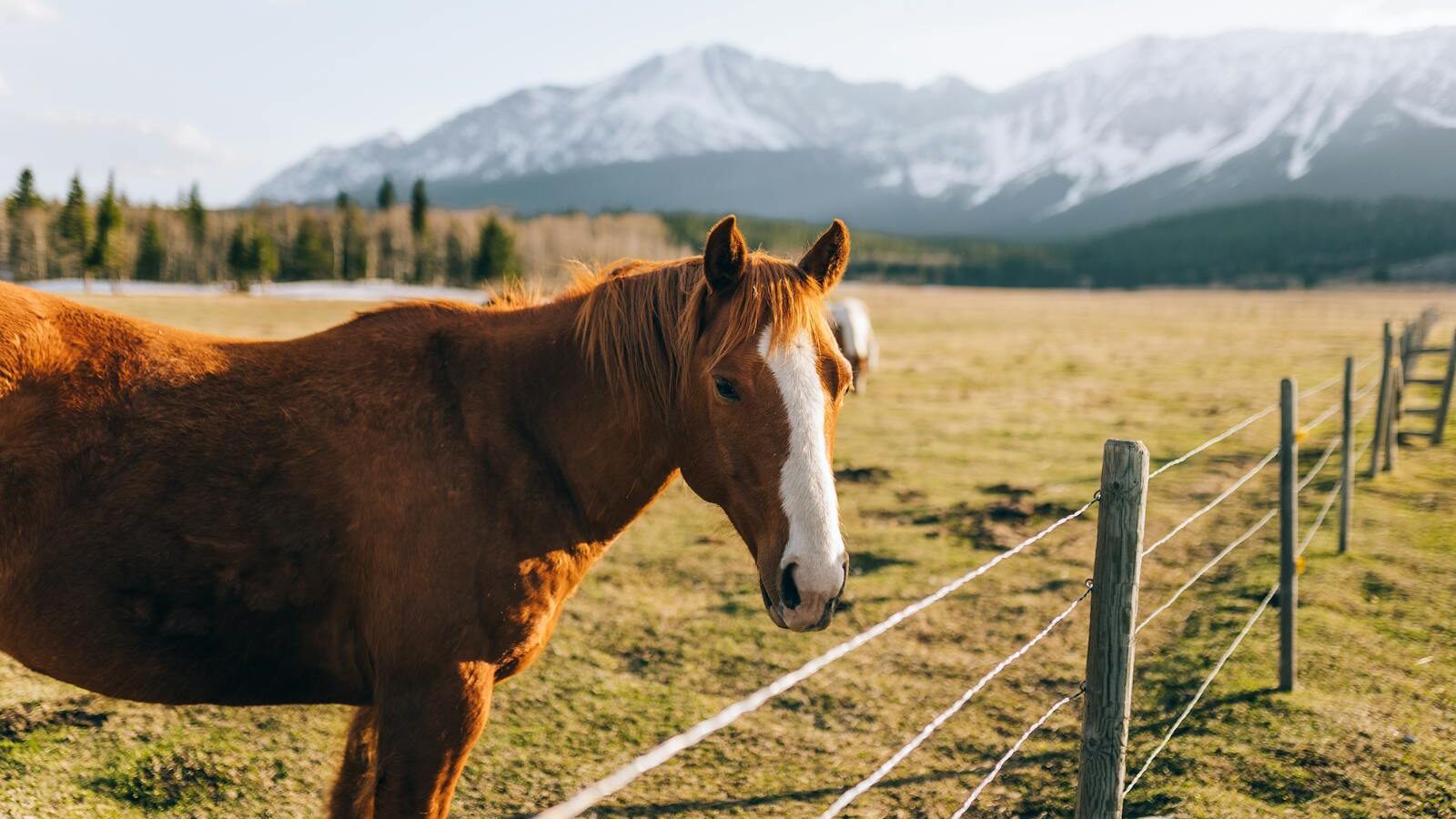 A brown horse in a scenic mountain pasture with a wooden fence.