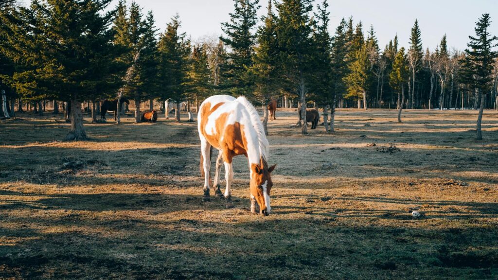 A picturesque scene of a horse grazing peacefully in an open woodland area during daytime.