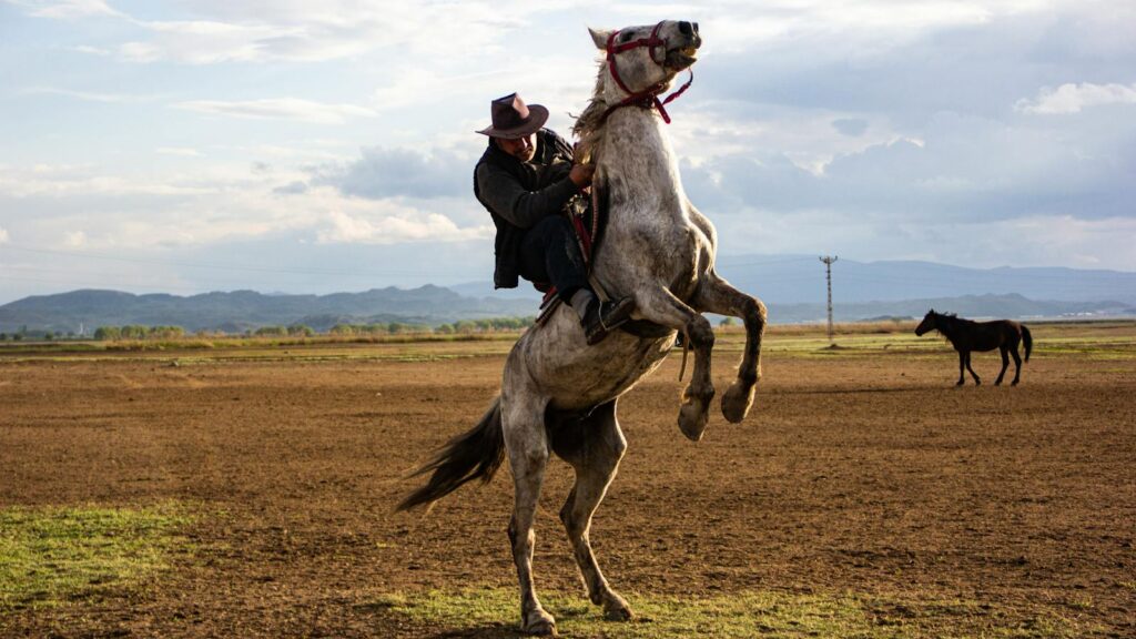 A man in a hat rides a rearing horse in a rural pasture, showcasing skill and control.