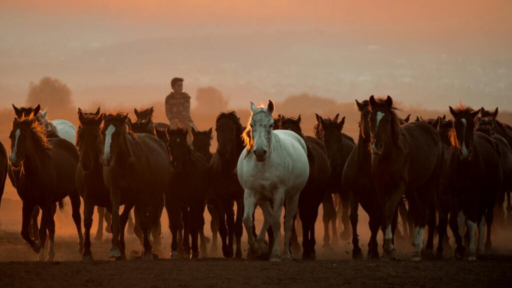 Silhouette of horses and a man at sunset in Kayseri, Türkiye, showcasing rural life.