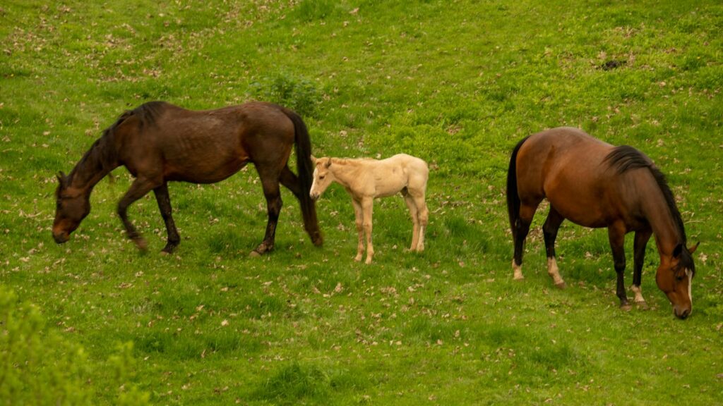 Three horses gently grazing in a verdant pasture