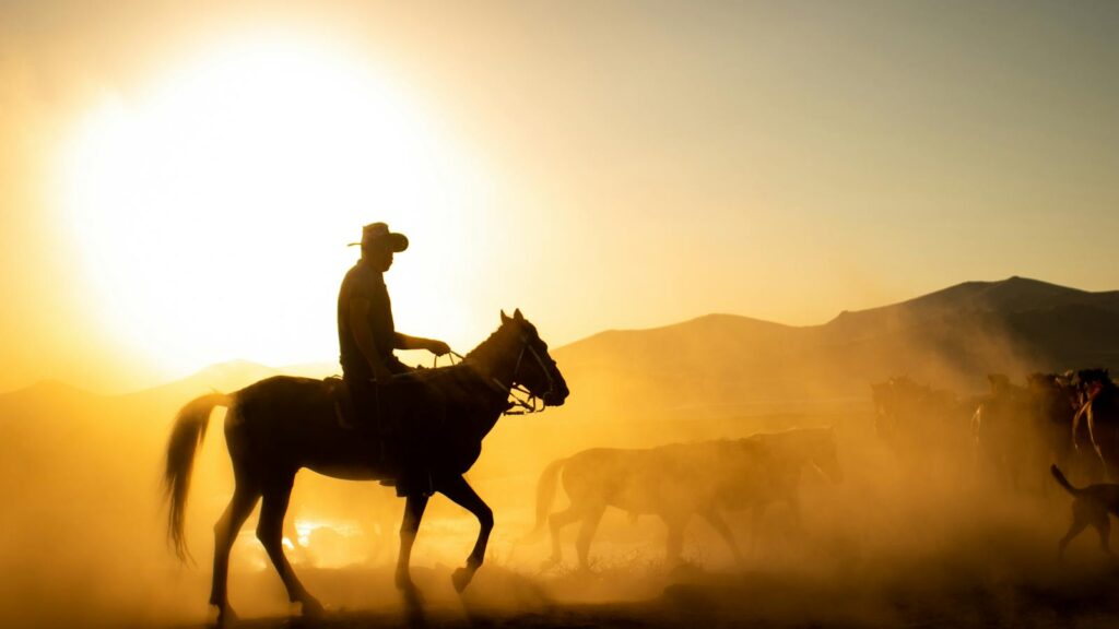 Silhouette of a cowboy riding through dust with a herd at sunset in Hürmetci, Kayseri.