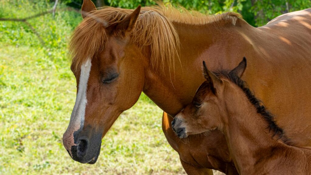 A beautiful mare and foal sharing a tender moment in a sunny rural field in Leitza, Spain.