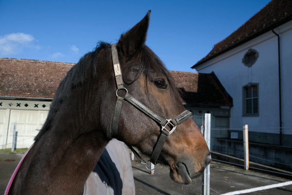 Horse in a rural farmhouse setting