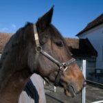 Horse in a rural farmhouse setting