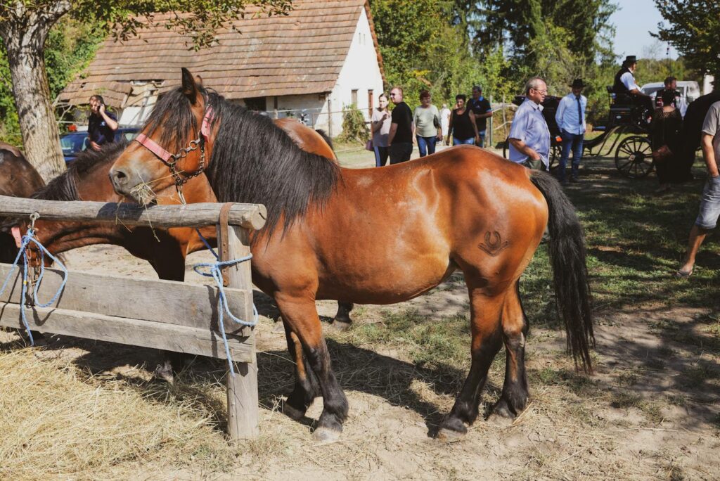 A lively rural gathering showcasing horses