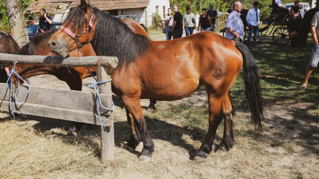 A lively rural gathering in Duhovi, Croatia showcasing horses and people on a sunny summer day.