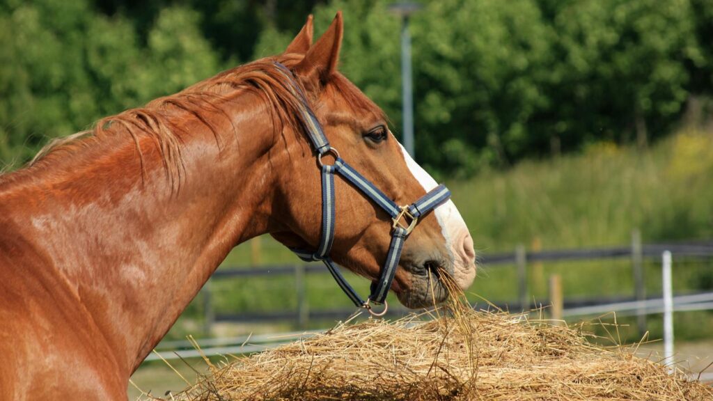 Close-up of a brown horse with a blue halter feeding on hay outdoors.