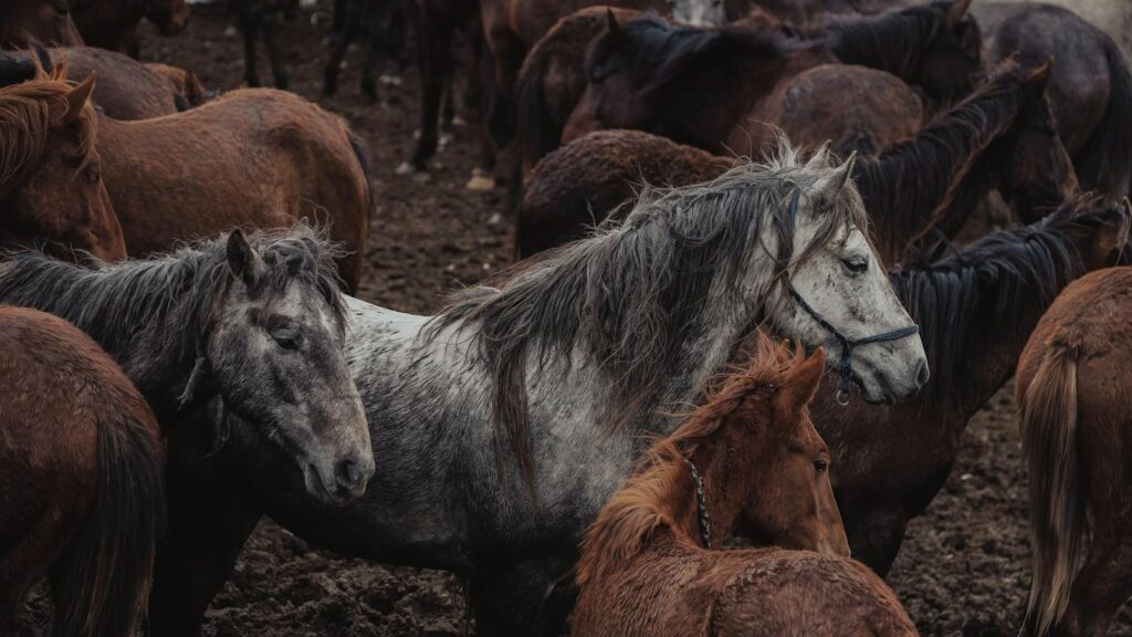 Vivid photo of a mixed herd of horses in a farm setting, showcasing different breeds on a muddy terrain.