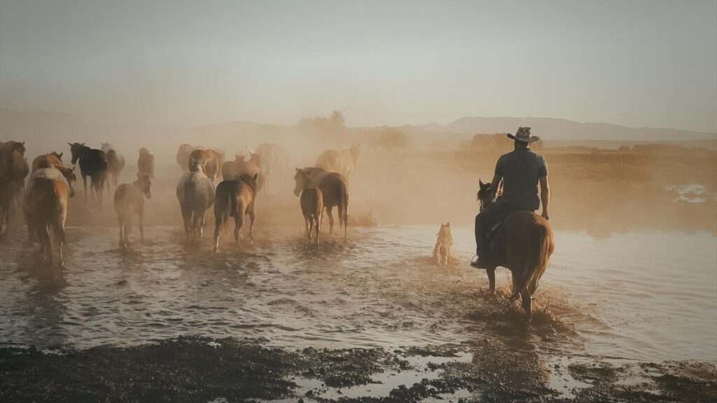 A cowboy guides a herd of horses through a misty pasture, creating a rural and atmospheric scene.